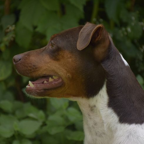 Terrier Brasileiro im Profil, Kopfaufnahme eines Hundes von der Seite, Hund mit Kippohren, dreifärbiger Terrier