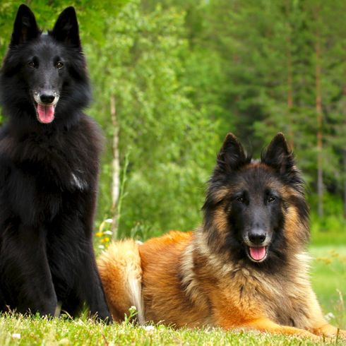 Hund, Säugetier, Wirbeltier, Hunderasse, Canidae, Altdeutscher Schäferhund, Tervueren, Böhmischer Schäferhund, Fleischfresser, Belgischer Schäferhund in schwarz und braun, große Hunderasse schwarz, schwarze Hunde mit langem Fell, braune große Hunderassen mit Stehohren