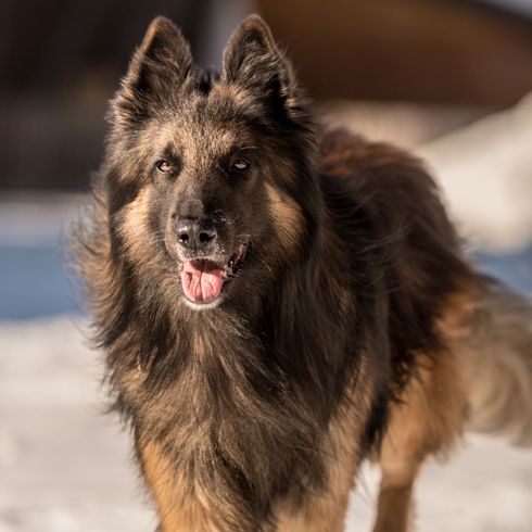 Hund, Säugetier, Wirbeltier, Hunderasse, Canidae, Tervuren, Altdeutscher Schäferhund, Fleischfresser, Belgischer Schäferhund läuft und lacht, große Hunderasse mit langem Fell, Hund mit Stehohren, braun schwarze Hunderasse, Urhund