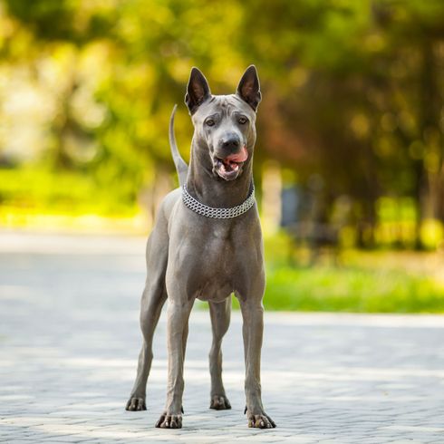 Hund, Säugetier, Wirbeltier, Hunderasse, Canidae, Fleischfresser,Rasse ähnlich Deutsche Dogge, Wachhund, Schnauze, Arbeitshund, mittelgroßer grauer Hund, Hund mit Stehohren, graue Hundrasse