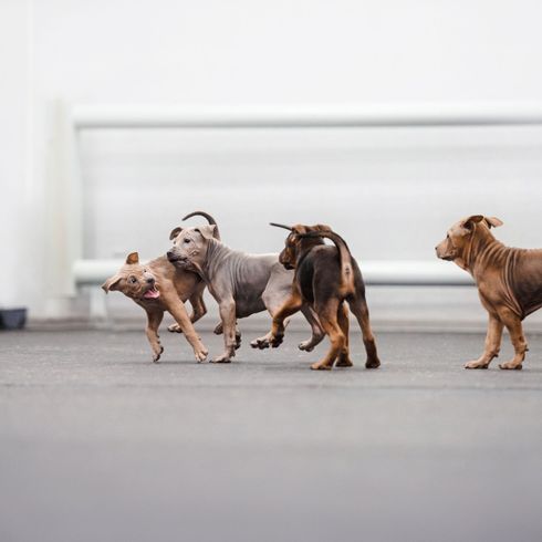Thai Ridgeback Welpen spielen Hund, Canidae, Hunderasse, Fleischfresser, Sportgruppe, Rasse ähnlich Weimaraner, Thai Ridgeback Welpen spielen miteinander, verschiedene Farben des Thai Ridgeback mit Stehohren
