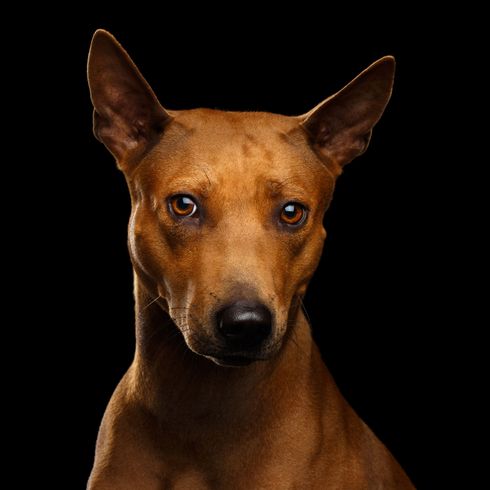 Thairidgeback Hund, Säugetier, Wirbeltier, Hunderasse, Canidae, Fleischfresser, Rasse die ähnlich aussieht wie Pharaonenhund, Schaut ähnlich aus Podenco canario, Schnauze, Hund ähnlich Cirneco dell'etna, Thai Ridgeback mit Stehohren