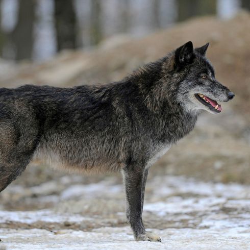 Timberwolf, gefährliches Wildtier, Wolf der mit Hund gekreuzt wird, schwarzer Wolf, Wolfshund, Vorfahre der Hunde