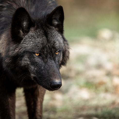 Timberwolf, gefährliches Wildtier, Wolf der mit Hund gekreuzt wird, schwarzer Wolf, Wolfshund, Vorfahre der Hunde