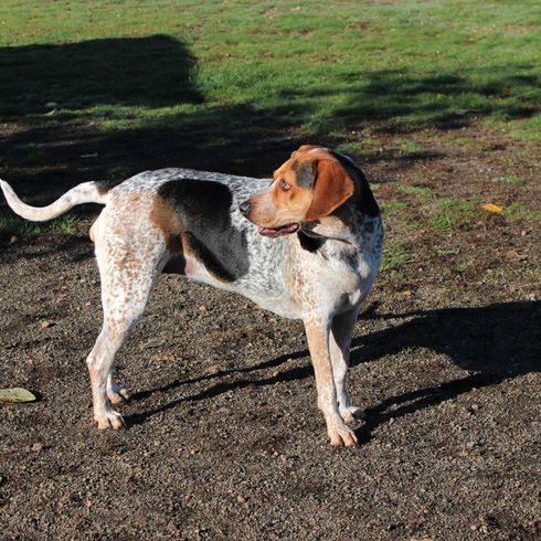 Treeing Walker Coonhound auf einer Wiese und schaut nach hinten und zurück, Ganzkörperfoto, dreifärbige Hunderasse aus Amerika, amerikanischer Jagdhund für die Jagd auf Waschbären und Opposums, Hund mit langen Schlappohren, gepunktete Hunderasse, großer Hund