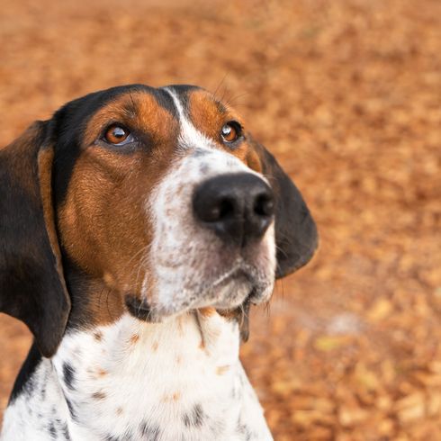 Treeing Walker Coonhound Kopf, dreifärbige Hunderasse aus Amerika, amerikanischer Jagdhund für die Jagd auf Waschbären und Opposums, Hund mit langen Schlappohren, gepunktete Hunderasse, großer Hund