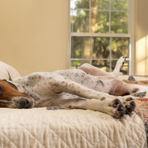 Treeing walker Coonhound schläft im Bett Treeing Walker Coonhound liegt im Bett und schläft, dreifärbige Hunderasse aus Amerika, amerikanischer Jagdhund für die Jagd auf Waschbären und Opposums, Hund mit langen Schlappohren, gepunktete Hunderasse, großer Hund
