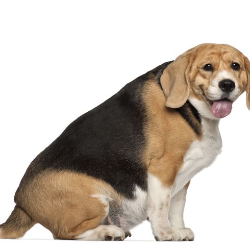 Hund, Säugetier, Wirbeltier, Hunderasse, Canidae, Fleischfresser, Beagle, Hound, übergewichtiger Beagle sitzt vor weißem Hintergrund<<<<