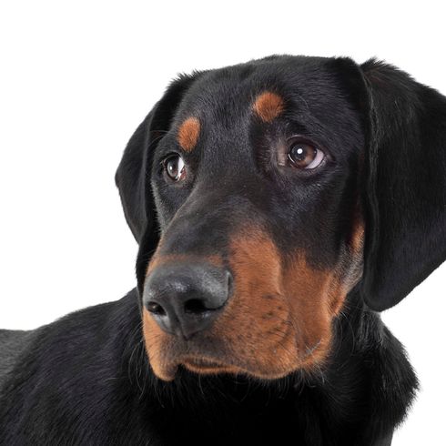 Ungarische Bracke erdelyi-kopo, ungarische Hunderasse, Hund aus Ungarn, großer braun schwarzer Hund ähnlich Dobermann, Siebenbürgen Hund