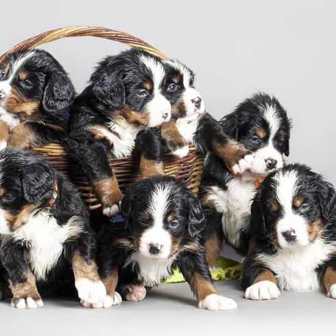 Hund, Säugetier, Wirbeltier, Berner Sennenhund, Hunderasse, Canidae, Fleischfresser, Welpe, Begleithund, Sporting Group, sehr viele Berner Sennenhund Welpen in einem Korb vor grauem Hintergrund