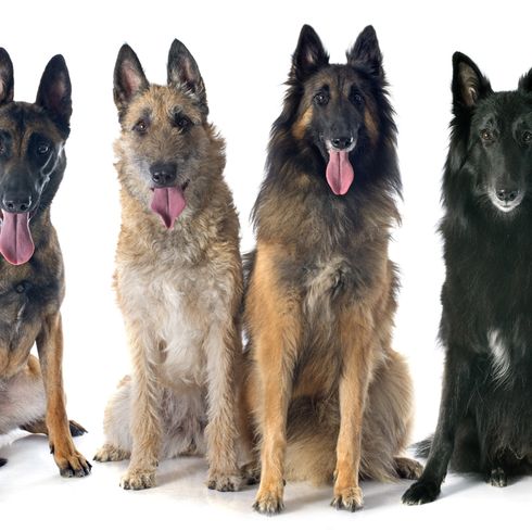 vier Varianten des belgischen Schäferhund Laekenois, Tervueren, Groendael und belgischer Schäferhund, Hunderasse aus Belgien, belgischer Schäferhund, drahthaariger Hund, Schäferhund mit rauem Fell, große Hunderasse, Stehohren beim Hund, alle vier Variationen vom Schäferhund