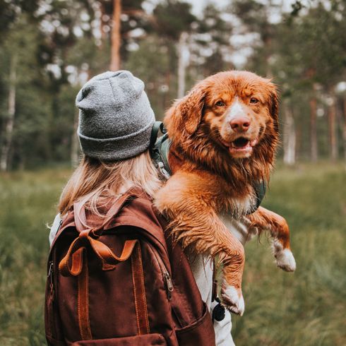 Toller auf dem Arm, mittelgroße rote Hunderasse mit weißen Flecken, nasser Hund, Hund den man tragen kann aber kein kleiner HUnd ist, Hund ähnlich Kooiker, rote Hunderasse, hellbrauner Hund