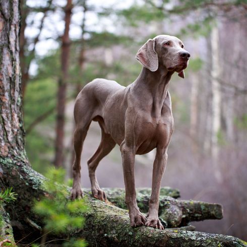 Weimaraner im Wald Hund, Säugetier, Wirbeltier, Canidae, Hunderasse, Weimaraner, Spitzrasse, Fleischfresser, Sportgruppe, Jagdhund im Wald, großer grauer Hund mit langen Ohren