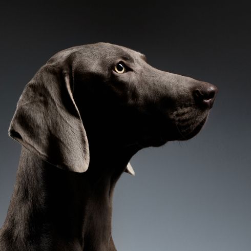 Weimaraner mit Schlappohren Hund, Wirbeltier, Canidae, Säugetier, Weimaraner, Hunderasse, Fleischfresser, Rasse ähnlich Vizsla, Sporting Group, Schnauze, Hund ähnlich Dogge, graue große Hundrasse, blaue Augen beim Hund