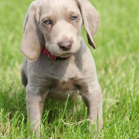 Weimaraner Welpe sitzt Hund, Säugetier, Weimaraner, Wirbeltier, Hunderasse ähnlich Magyar Vizsla, großer grauer Hund, Weimaranerwelpe, blaue Augen