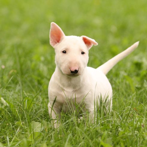 Hund, Säugetier, Wirbeltier, Canidae, Bullterrier (Miniatur), Hunderasse, alter englischer Terrier, weißer Bullterrier Welpe auf einer Wiese mit einem Stehohr und einem Schlappohr, Bullen- und Terrier, Fleischfresser,