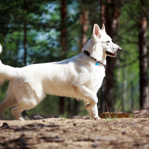 weißer großer Hund, schweizer Hunderasse, großer weißer Schäferhund steht im Wald und zeigt etwas an, Hund mit Stehohren und langem Fell