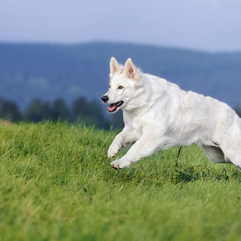 Weißer Schäferhund im Lauf rennt über eine grüne Wiese, Hund mit langem weißen Fell und Stehohren