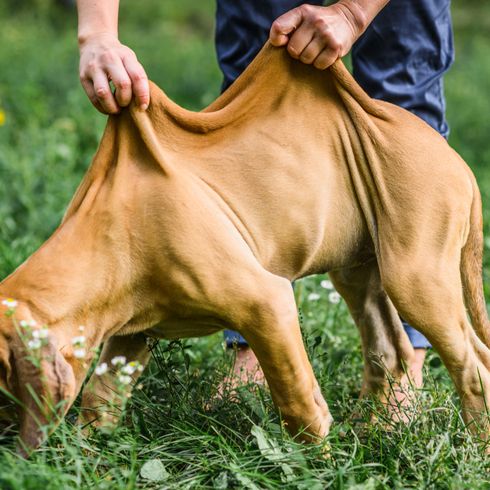 Welpe Fila Brasileiro Mastiff, brauner Mastiff Welpe, Viel Haut beim Welpe, große Hunderasse, brasilianische Hunderasse, Rasse aus Amerika, Südamerikanische Hunde