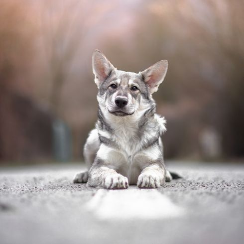 Wolfshund mit großen Ohren aus Holland, Saarlooswolfhund