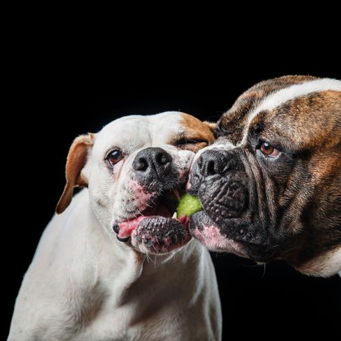 Zwei American Bullys kauen auf einem Tennisball Hund, Säugetier, Wirbeltier, Hunderasse, Canidae, Bulldogge, Fleischfresser, alte englische Bulldogge, Boxer, Zwei American Bullys kauen auf einem Tennisball vor schwarzem Hintergrund