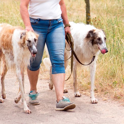 Hund, Wirbeltier, Säugetier, Canidae, Borzoi, Hunderasse, Fleischfresser, Leine, Begleithund, Zwei Barsoi an Leine bei Spaziergang mit Herrchen auf Feldweg