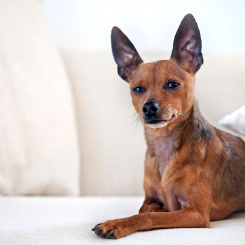 Hund, Säugetier, Wirbeltier, Canidae, Hunderasse, Pražský krysařík, Fleischfresser, Russkiy Spielzeug, Zwergpinscher, kleiner brauner Hund mit Stehohren