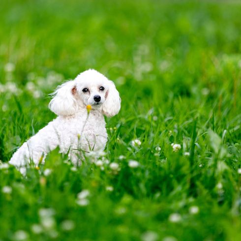 Hund, Wirbeltier, Canidae, Hunderasse, Säugetier, Gras, Welpe, Begleithund, weißer Zwergpudel, Rasse ähnlich Bichon frisé,