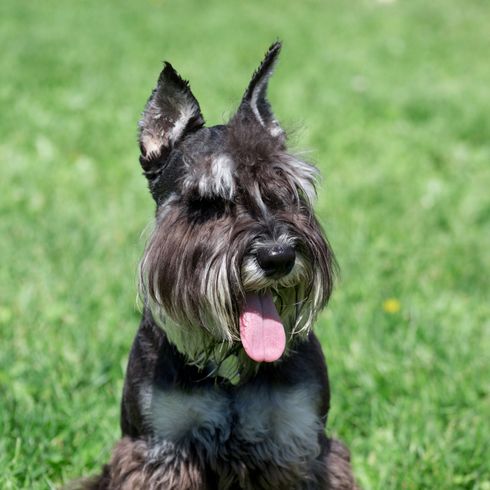 Hund, Säugetier, Wirbeltier, Hunderasse, Canidae, Standardschnauzer, Zwergschnauzer, Schnauzer mit Stehohren, schwarz weißer kleiner Hund