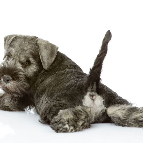 Zwergschnauzer Welße grau Hund, Säugetier, Wirbeltier, Canidae, Hunderasse, Fleischfresser, Welpe, Zwergschnauzer Welpe grau und schwarz, kleiner Hund mit langem Fell