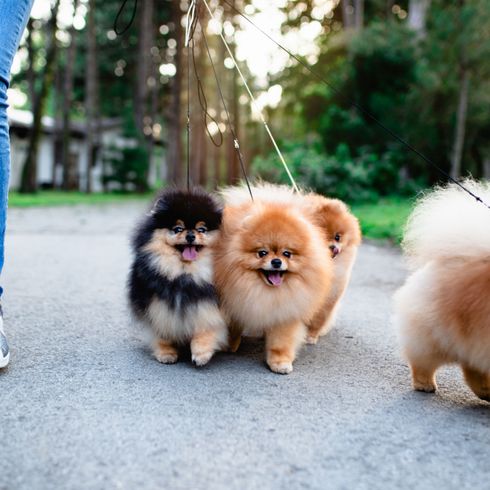 Hund, Säugetier, Wirbeltier, Deutscher Spitz klein, Canidae, Spitz, Pommerscher, Deutscher Spitz, Hunderasse, Begleithund, verschiedene Zwergspitze an der Leine, dreifärbiger Zwergspitz, blonder Pomeranian, roter kleiner Hund mit Steohren