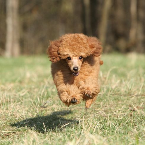 Playful toy poodle puppy runs