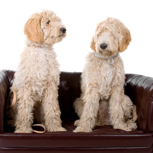 Two Australian Labradoodle dogs isolated on a white background