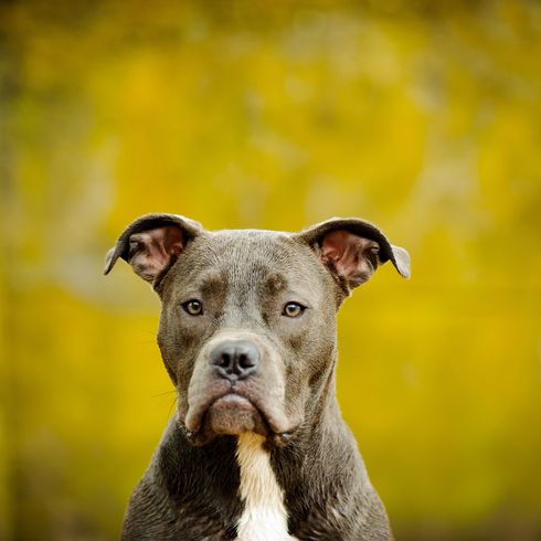 American Pit Bull Terrier dog portrait against dirty yellow background American Pit Bull Terrier dog portrait against dirty yellow background