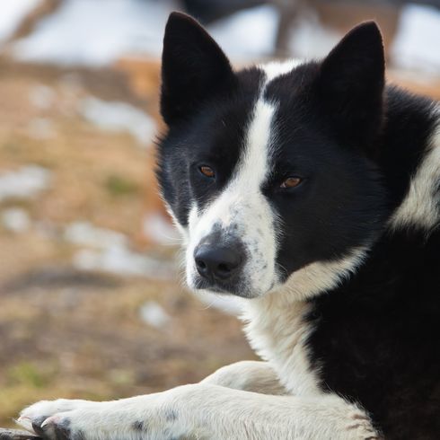 Hunting dog, East Siberian Laika is in snow. Male sled dog in black and white color looks at camera. Kamchatka, Siberia, Russia