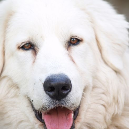 Maremma Abruzzese Sheepdo, big white friendly Italian purebred dog portrait