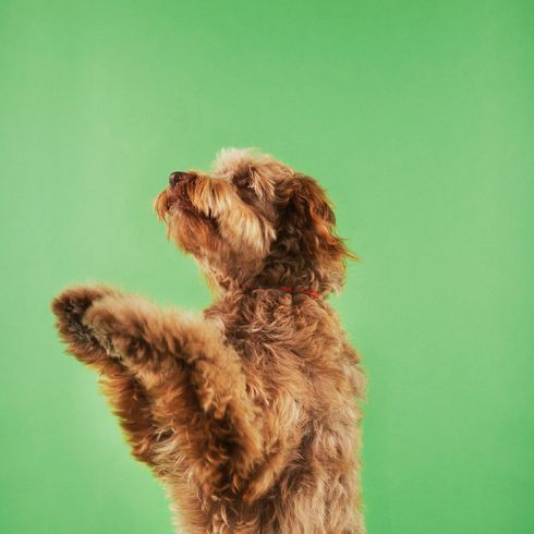 Otter dog standing on hind legs over green background