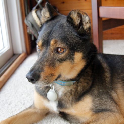 The rescued Rotweiller husky mongrel sits inside waiting