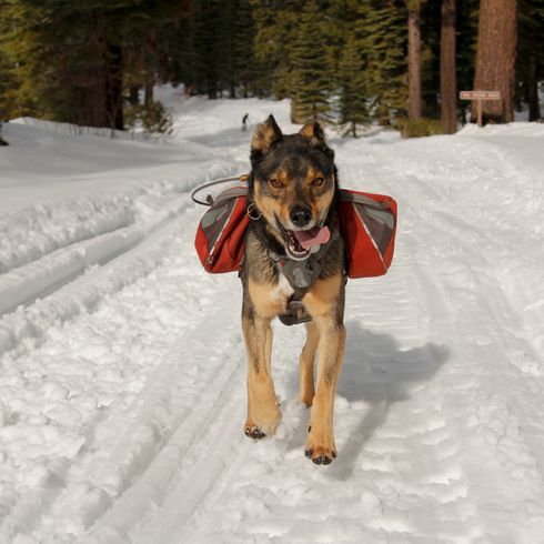 Rotweiller husky mix with backpack playing outside in the snow