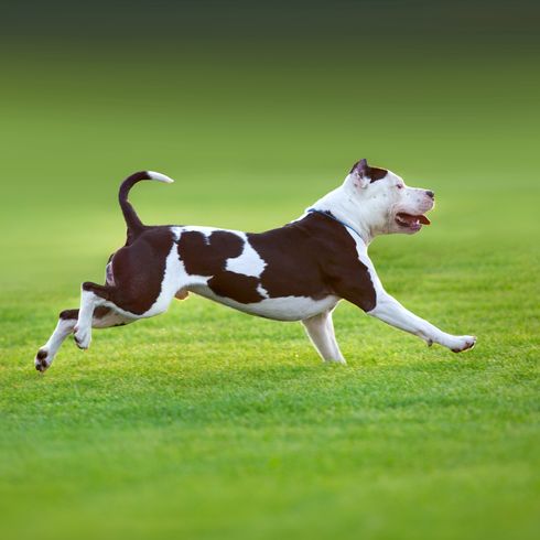 Beautiful dog American Pit Bull Terrier runs on green spring field Beautiful dog American Pit Bull Terrier runs on green spring field