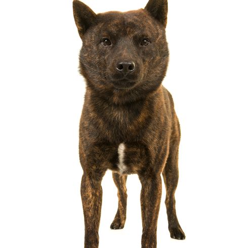 Male proud Kai Ken dog the national Japanese breed standing isolated on a white background seen from the front
