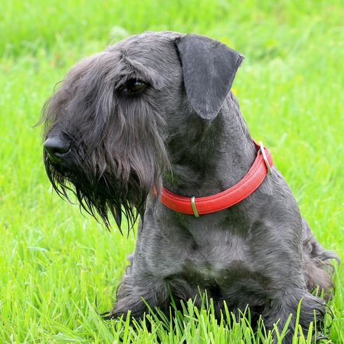 Typical czech terrier in garden