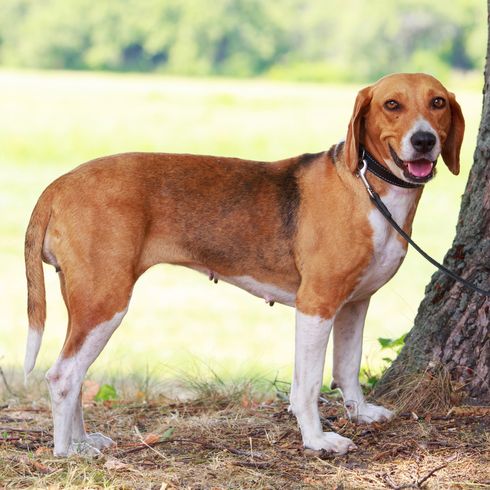 The American Foxhound breed The American Foxhound breed in a public park