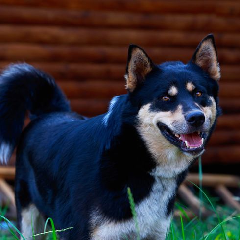 Dog breed East Siberian Laika closeup