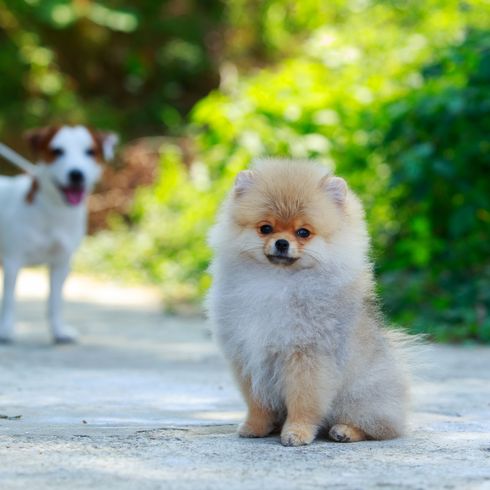 Dog breed dwarf spitz sits on a track