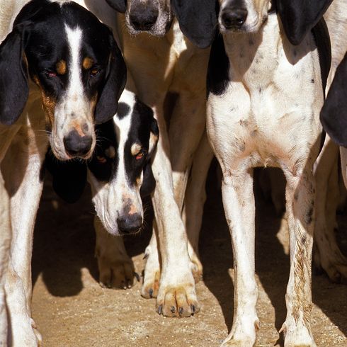LARGE ANGLO-FRENCH WHITE AND BLACK HUNTING DOG, PACK OF ADULTS