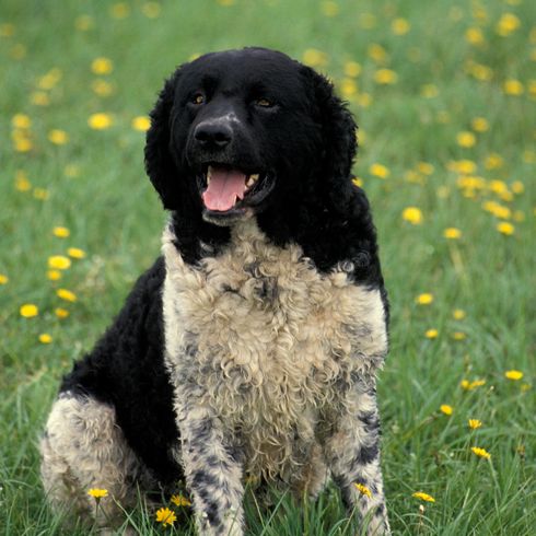 FRISIAN WATER DOG, ADULT, SITTING IN THE GRASS
