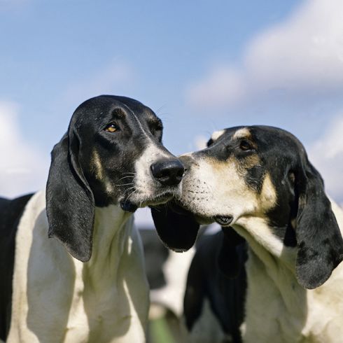 Large Anglo French white and black hunting dog portrait against blue sky