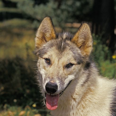 Greenland dog portrait