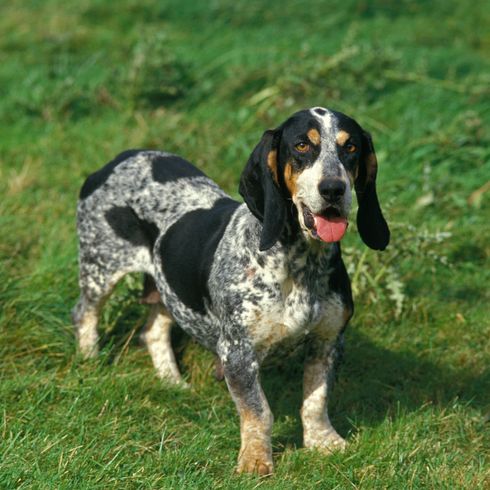 Blue Basset or Basset Bleu de Gascogne, dog standing on grass